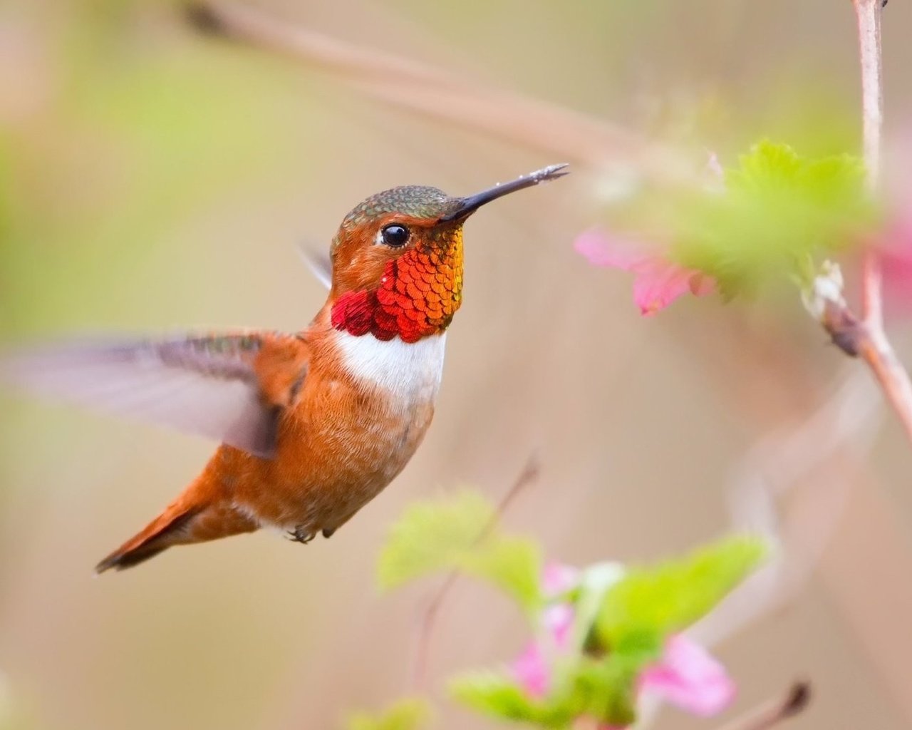 Обои цветы, птица, клюв, перья, колибри, размытие, flowers, bird, beak, feathers, hummingbird, blur разрешение 1920x1080 Загрузить