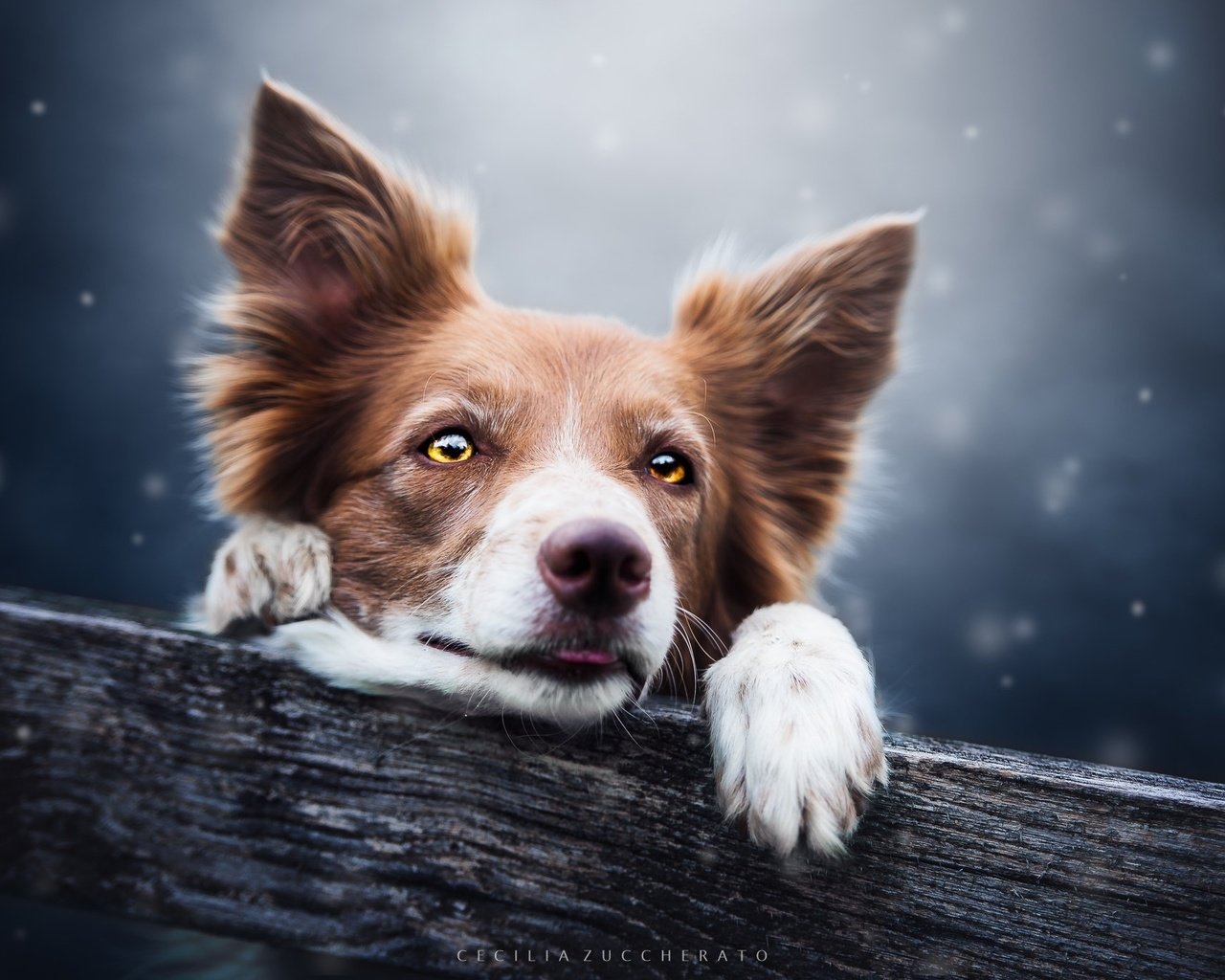 Обои глаза, снег, взгляд, собака, пес, бревно, бордер-колли, cecilia zuccherato, eyes, snow, look, dog, log, the border collie разрешение 2048x1367 Загрузить