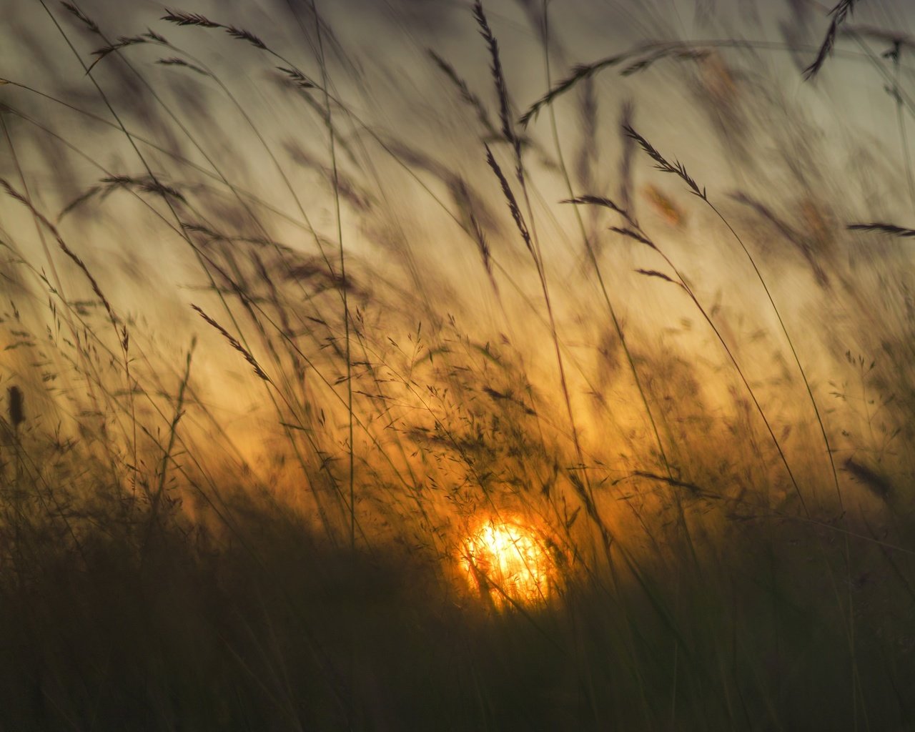 Обои трава, солнце, рассвет, колоски, grass, the sun, dawn, spikelets разрешение 2048x1365 Загрузить