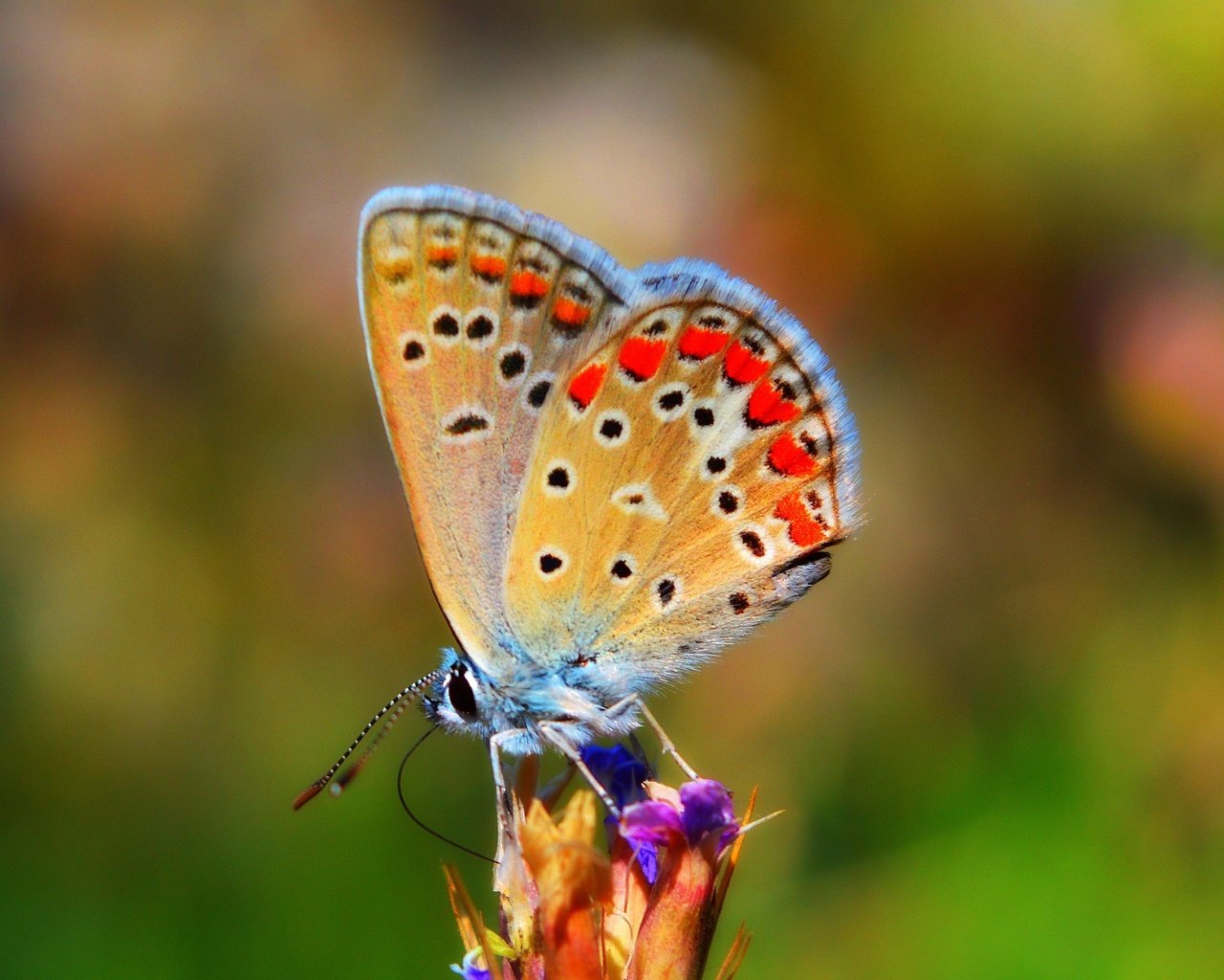 Обои природа, насекомое, бабочка, крылья, боке, nature, insect, butterfly, wings, bokeh разрешение 3000x1797 Загрузить