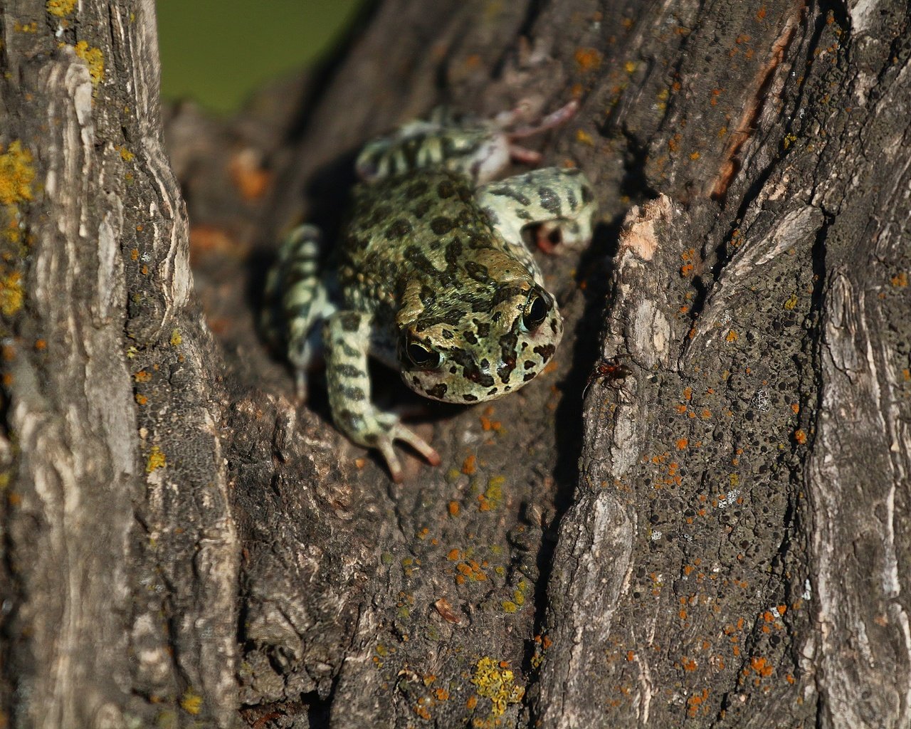 Обои дерево, лягушка, кора, tree, frog, bark разрешение 1920x1280 Загрузить