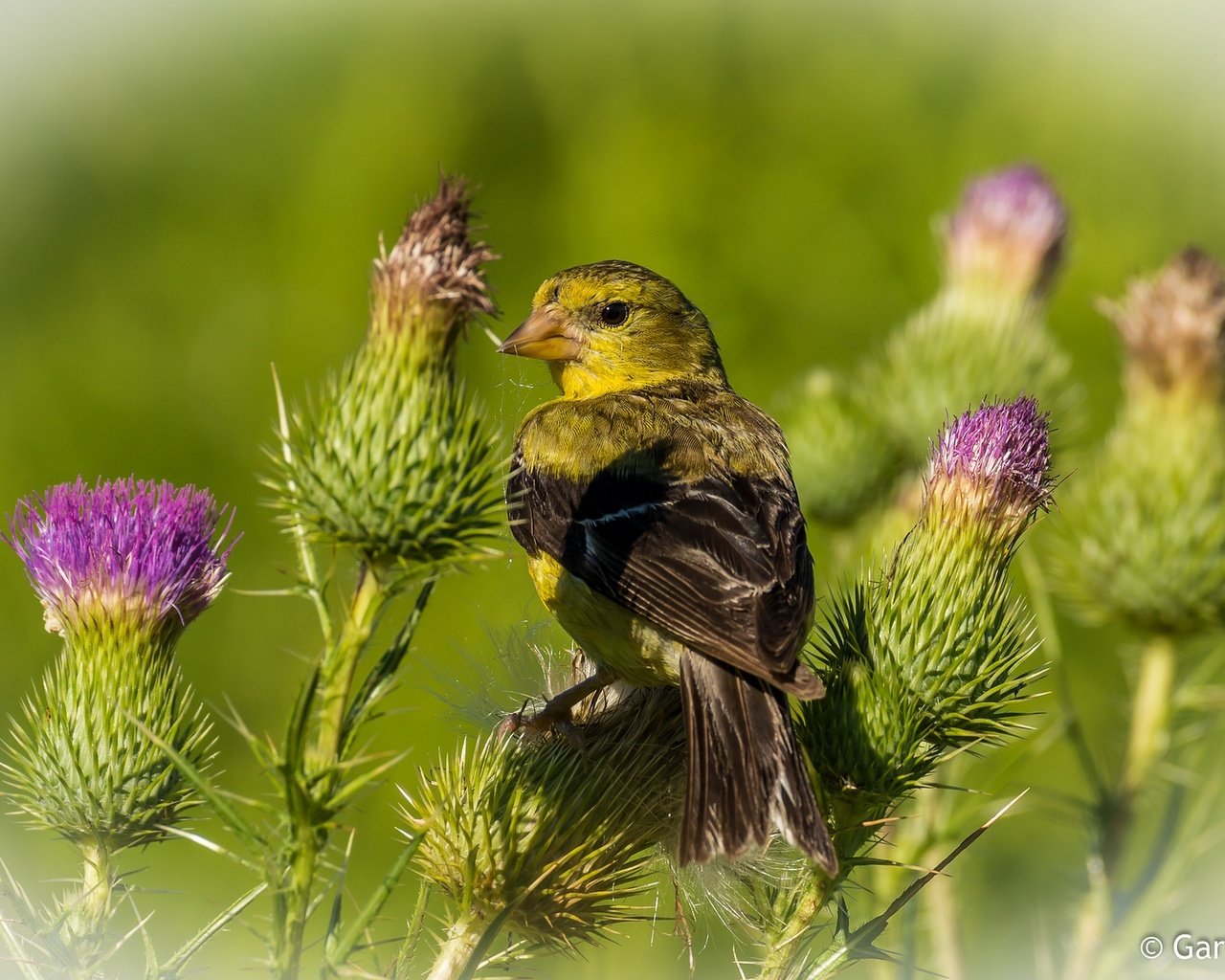 Обои растения, фон, птица, чертополох, чиж, plants, background, bird, thistle, siskin разрешение 2048x1251 Загрузить