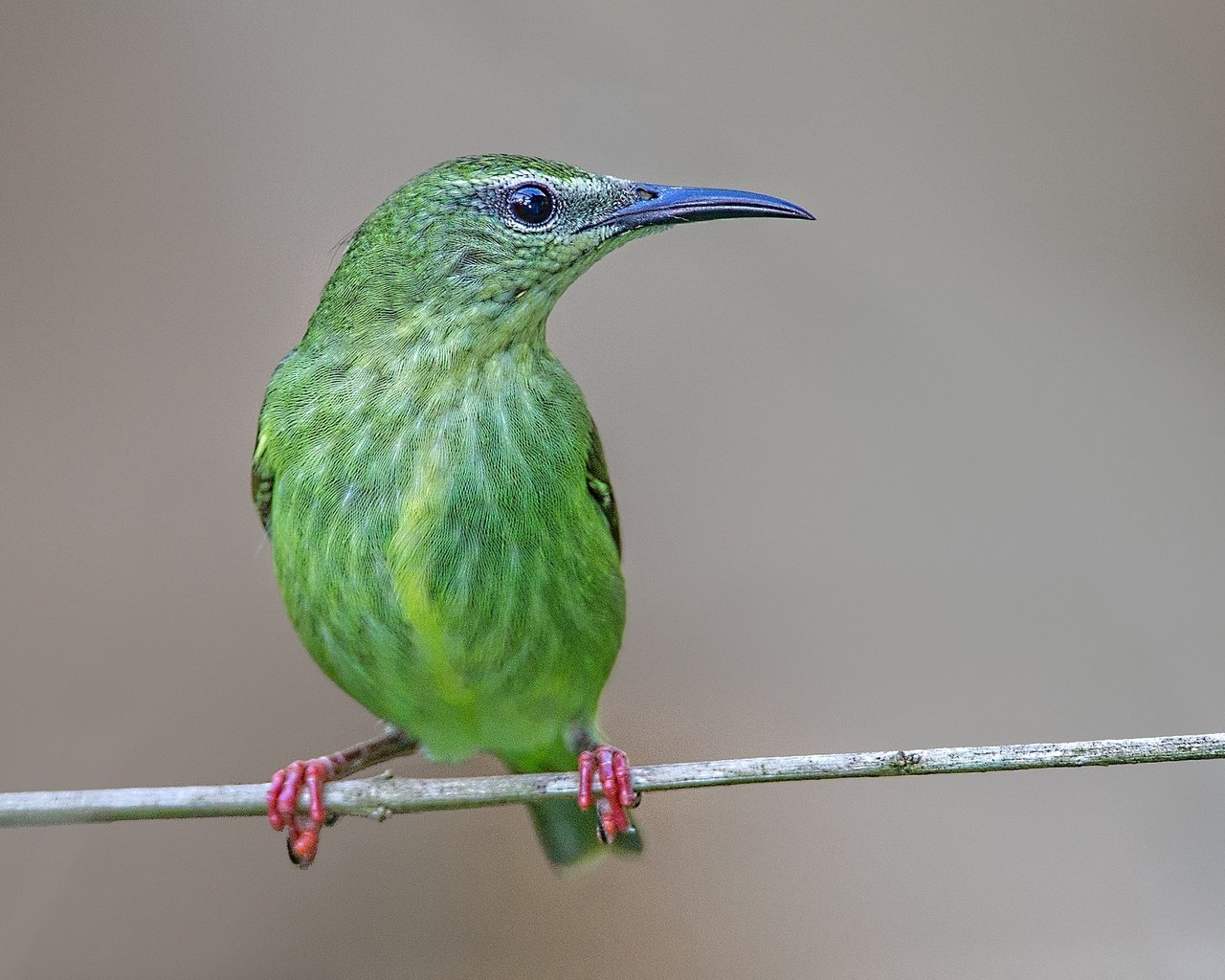 Обои ветка, птица, клюв, бирюзовая танагра-медосос, branch, bird, beak, turquoise tanager-honeyeater разрешение 2048x1366 Загрузить