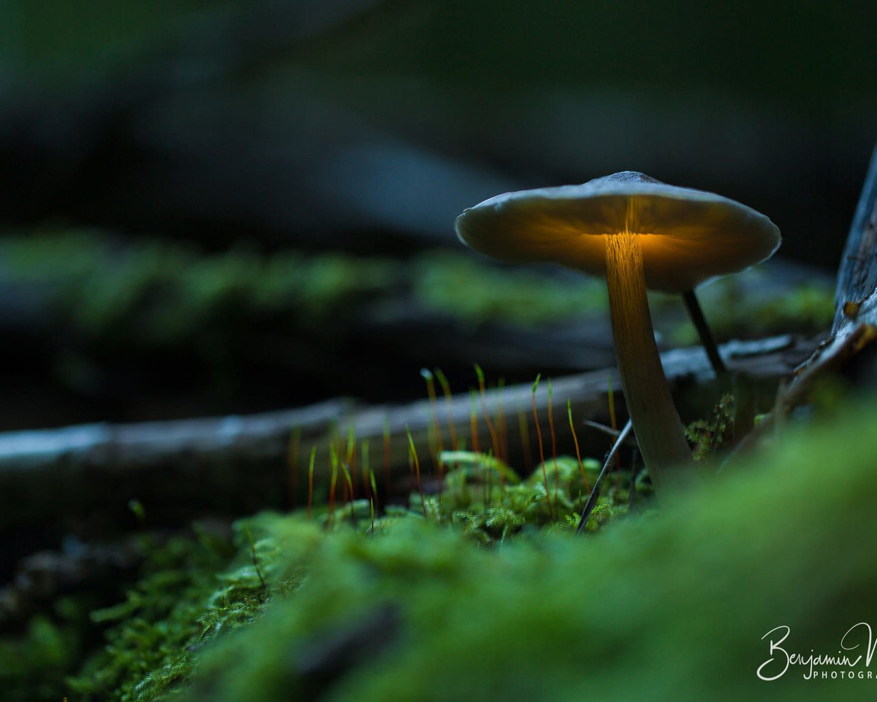 Обои свет, природа, гриб, мох, benjamin wende, light, nature, mushroom, moss разрешение 2000x1333 Загрузить