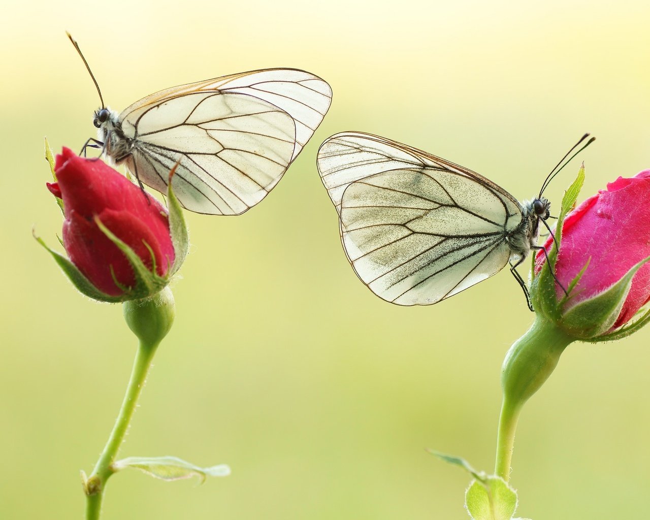 Обои цветы, бутоны, розы, крылья, насекомые, бабочки, flowers, buds, roses, wings, insects, butterfly разрешение 2048x1361 Загрузить