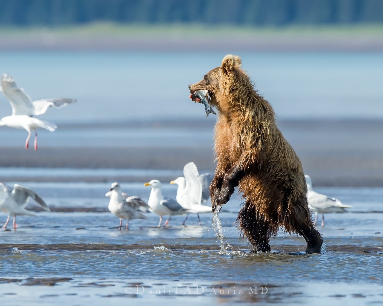 Обои вода, река, медведь, птицы, чайки, рыба, water, river, bear, birds, seagulls, fish разрешение 2048x1365 Загрузить