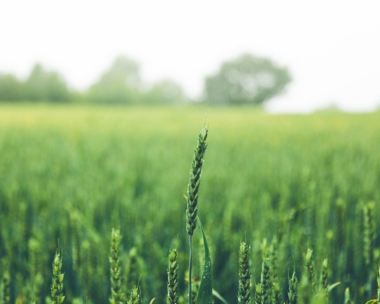 Обои зелень, поле, лето, колосья, пшеница, greens, field, summer, ears, wheat разрешение 1920x1279 Загрузить