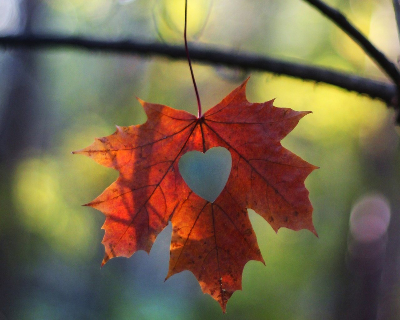 Обои макро, ветки, сердечко, осень, лист, macro, branches, heart, autumn, sheet разрешение 1920x1200 Загрузить