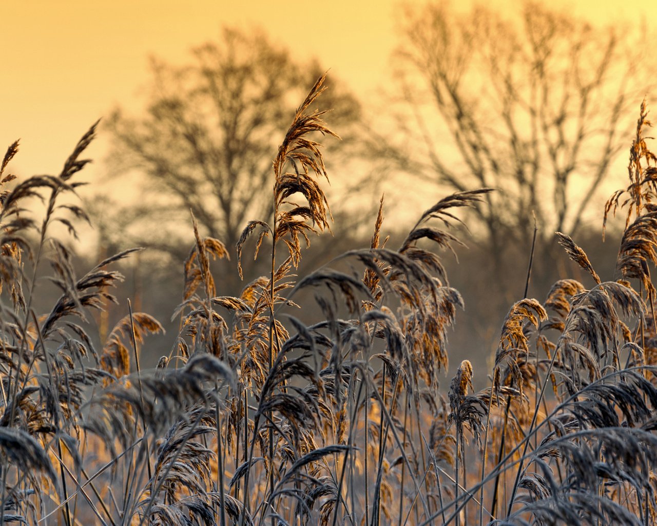 Обои трава, природа, растения, макро, иней, колоски, patrick frank, grass, nature, plants, macro, frost, spikelets разрешение 1920x1200 Загрузить