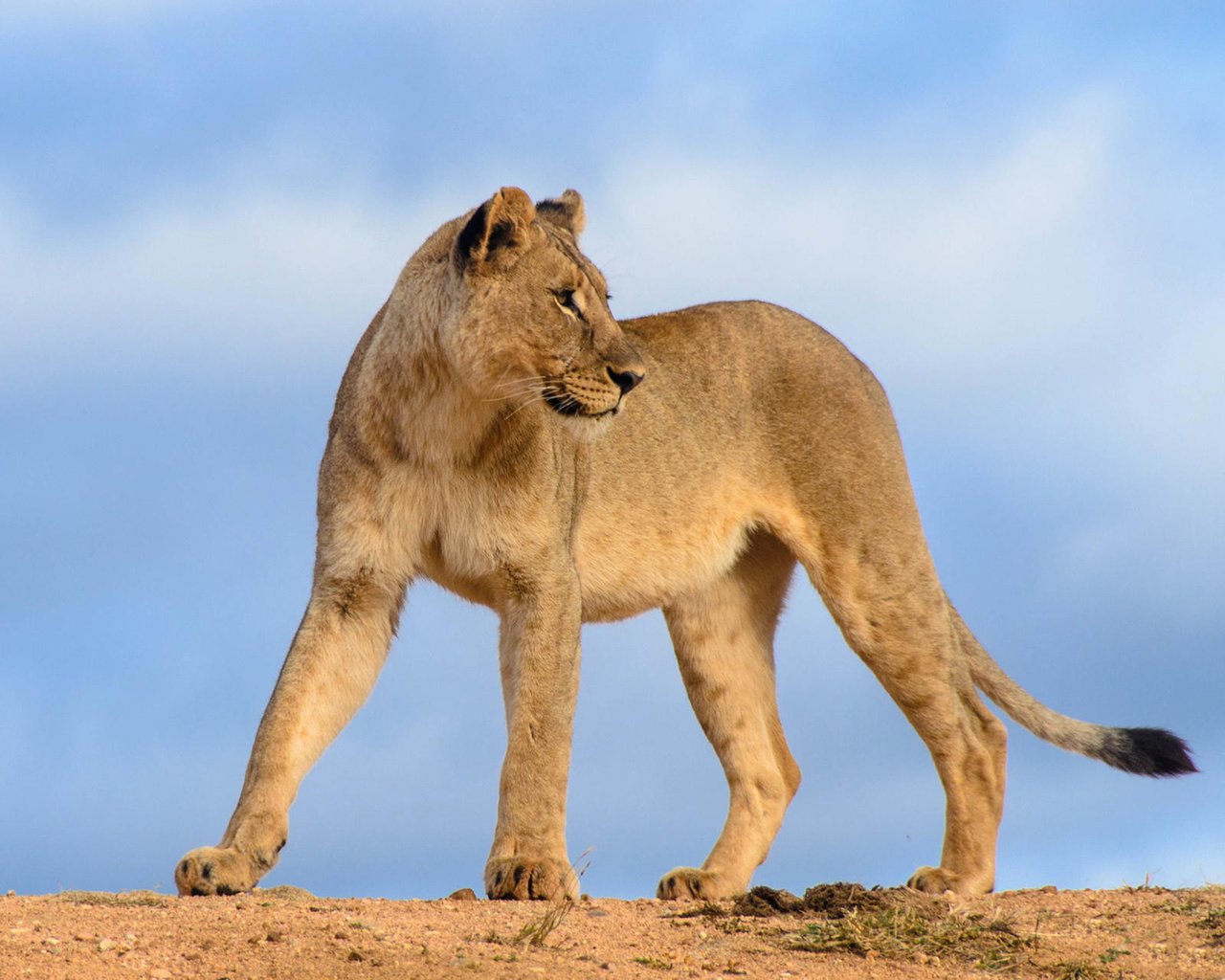 Обои небо, хищник, лев, львица, the sky, predator, leo, lioness разрешение 1920x1200 Загрузить