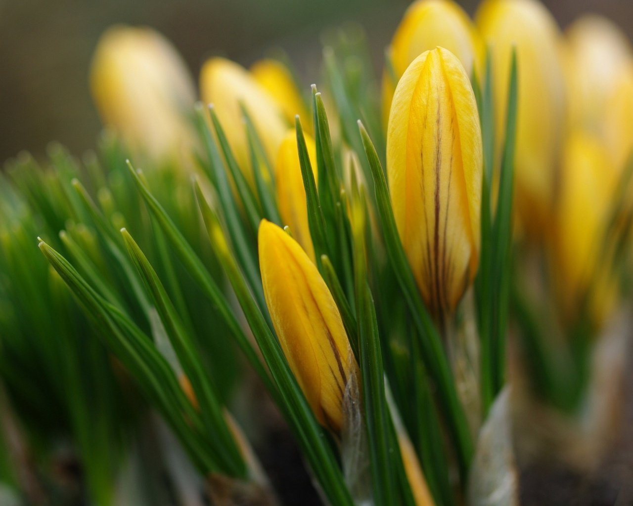 Обои цветы, бутоны, весна, желтые, крокусы, flowers, buds, spring, yellow, crocuses разрешение 1920x1200 Загрузить
