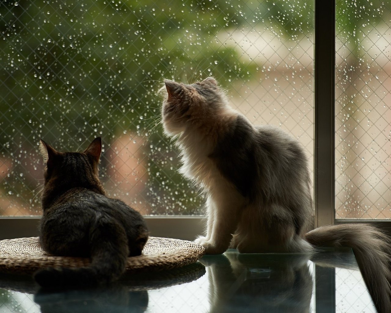 Обои капли, дождь, пушистые, коты, окно, кошки, drops, rain, fluffy, cats, window разрешение 2048x1152 Загрузить