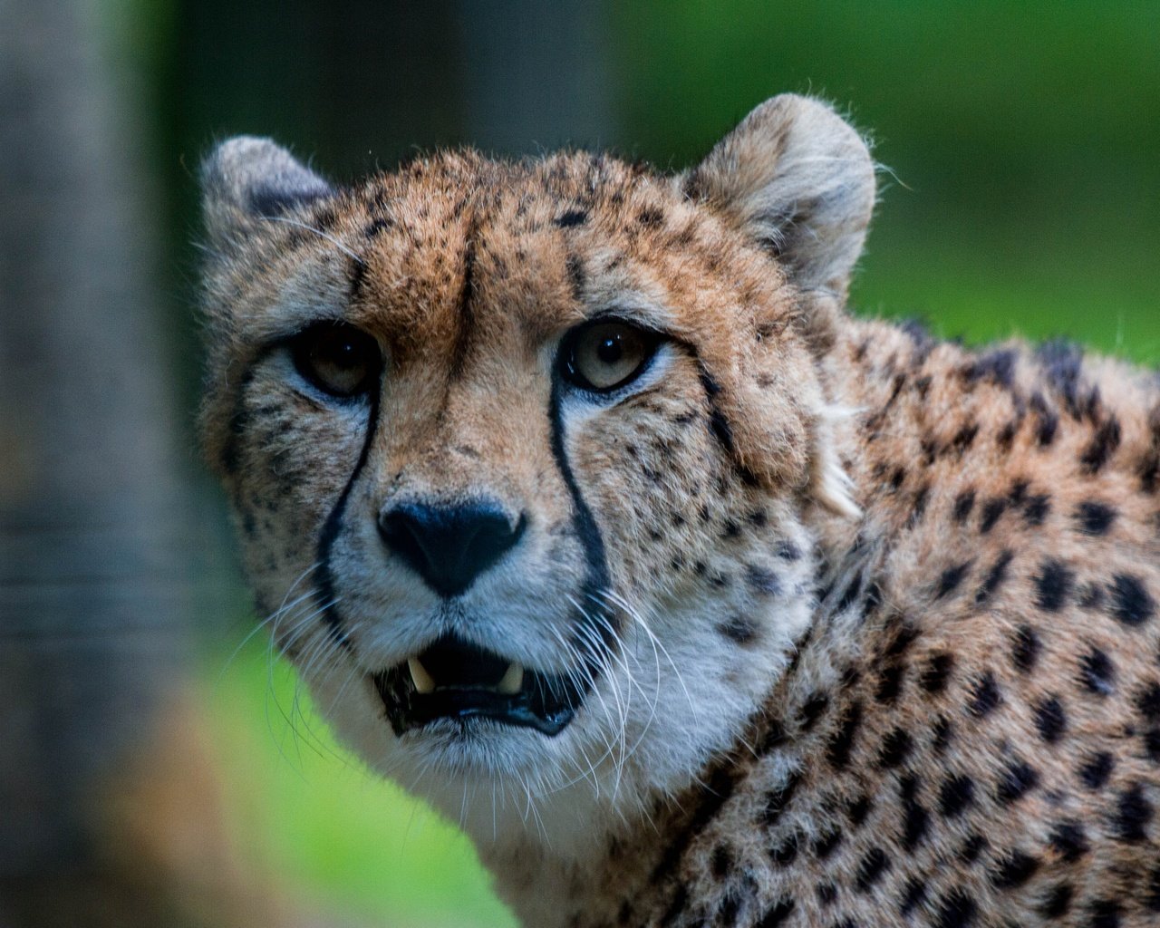 Обои морда, взгляд, хищник, гепард, face, look, predator, cheetah разрешение 4253x2835 Загрузить