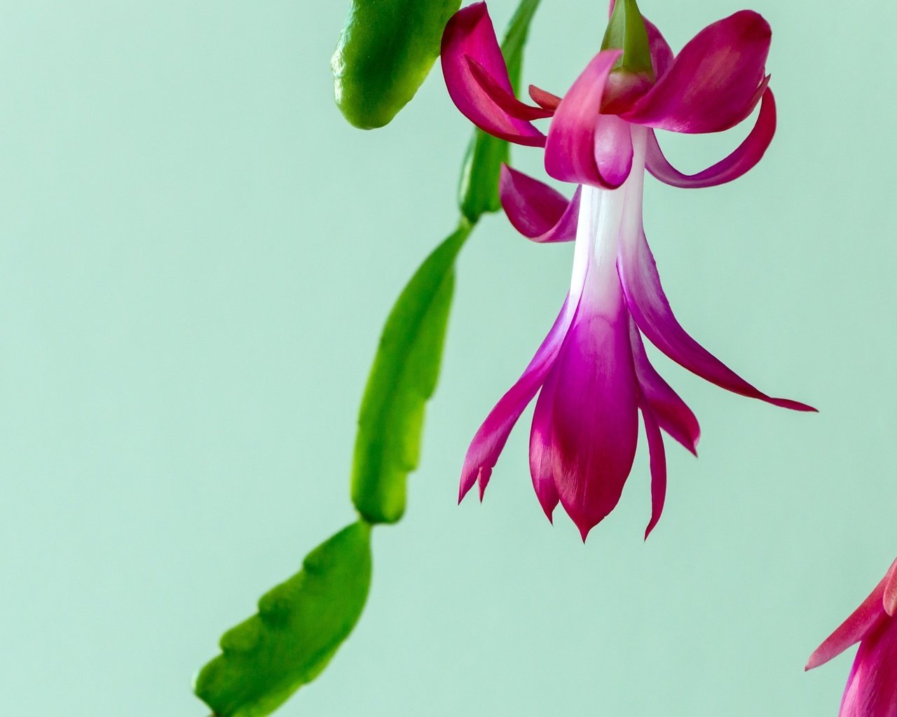 Обои цветы, макро, кактус, christmas cactus, flowers, macro, cactus разрешение 3840x2160 Загрузить