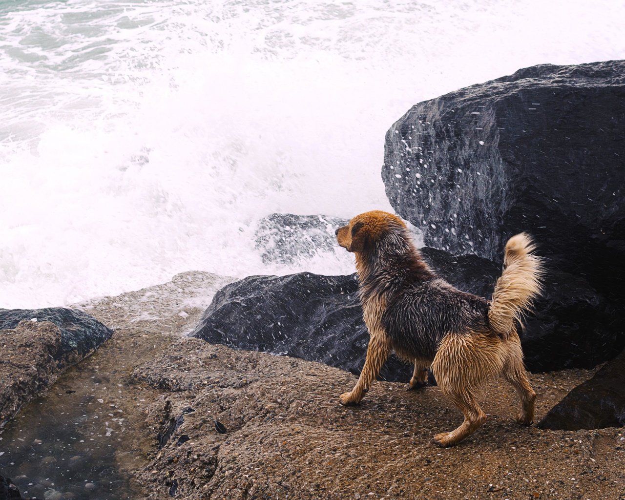 Обои река, камни, собака, всплеск, river, stones, dog, splash разрешение 4105x2736 Загрузить