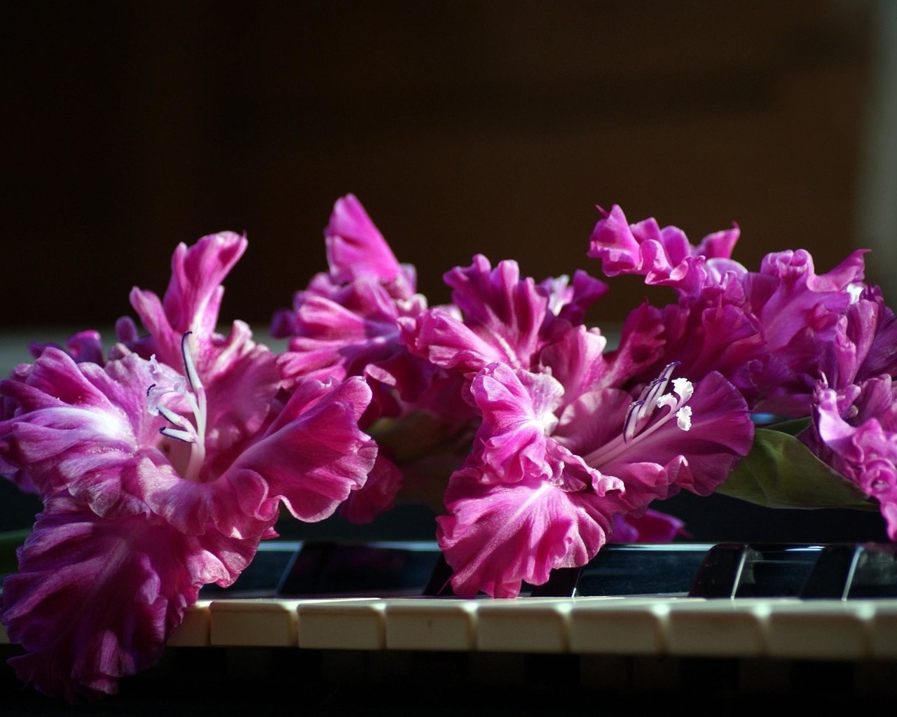 Обои цветы, розовый, пианино, клавиши, гладиолус, flowers, pink, piano, keys, gladiolus разрешение 2590x1715 Загрузить