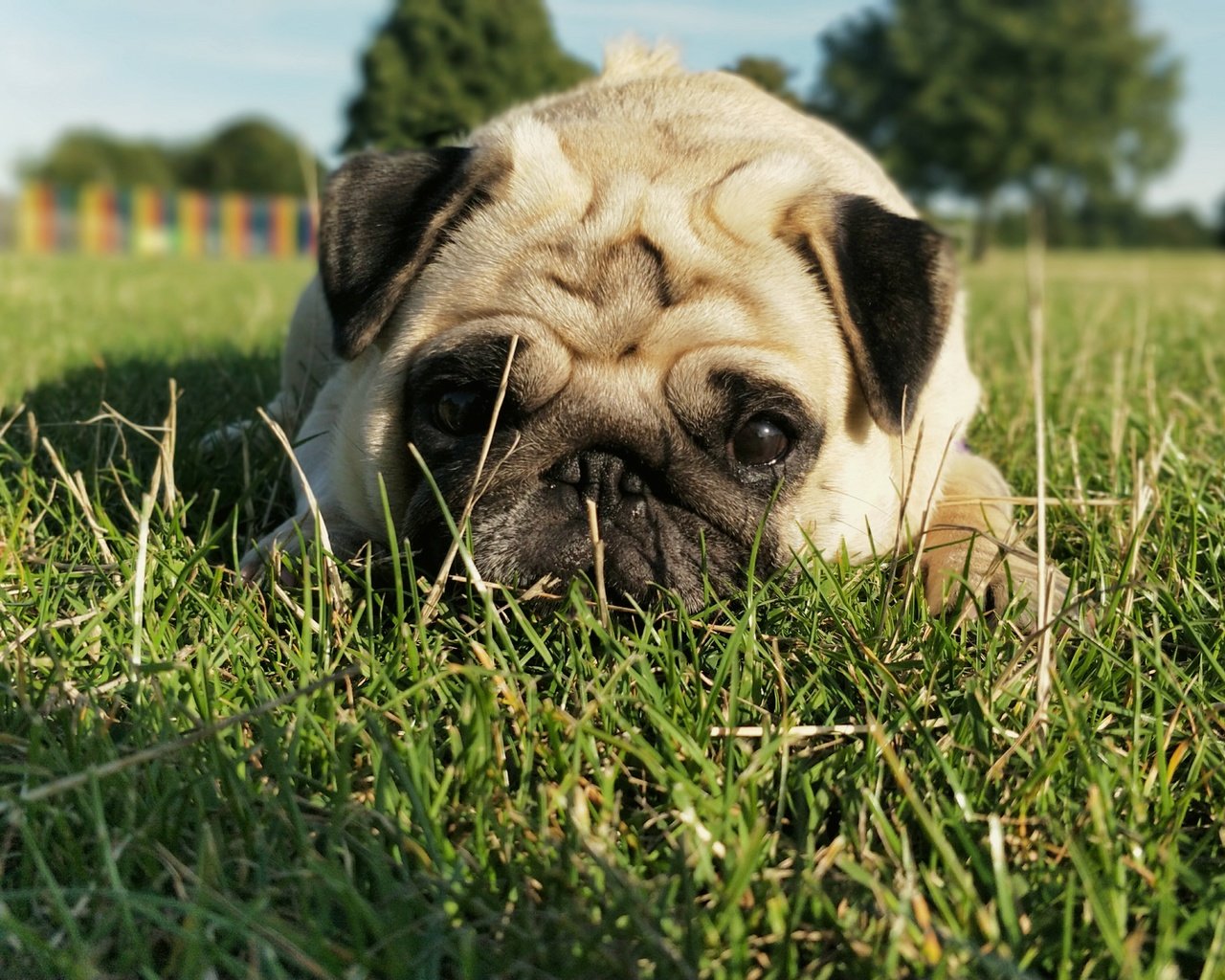 Обои трава, мордочка, взгляд, собака, мопс, grass, muzzle, look, dog, pug разрешение 4608x3456 Загрузить