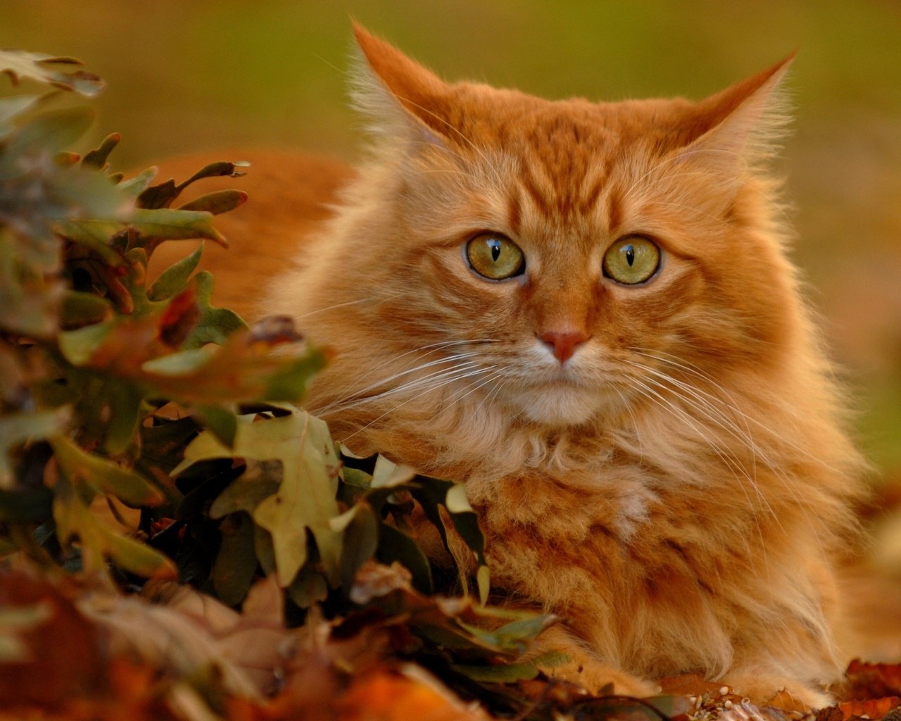 Обои листья, кот, мордочка, усы, кошка, взгляд, рыжий кот, leaves, cat, muzzle, mustache, look, red cat разрешение 2560x1714 Загрузить