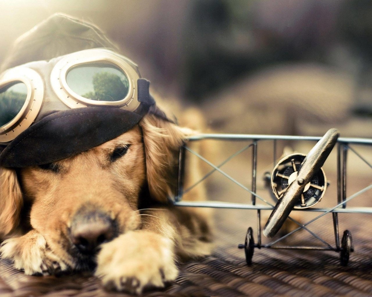 Обои самолет, лётчик, очки, собака, голден ретривер, шлемофон, the plane, pilot, glasses, dog, golden retriever, headset разрешение 2560x1600 Загрузить