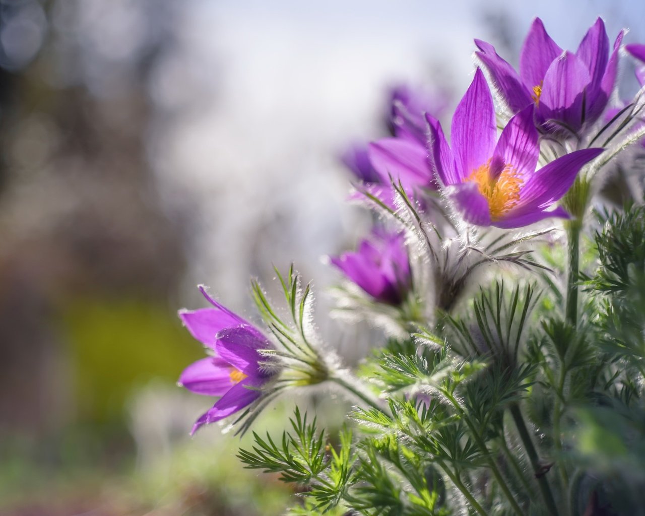 Обои цветы, природа, весна, сон-трава, flowers, nature, spring, sleep-grass разрешение 2048x1367 Загрузить