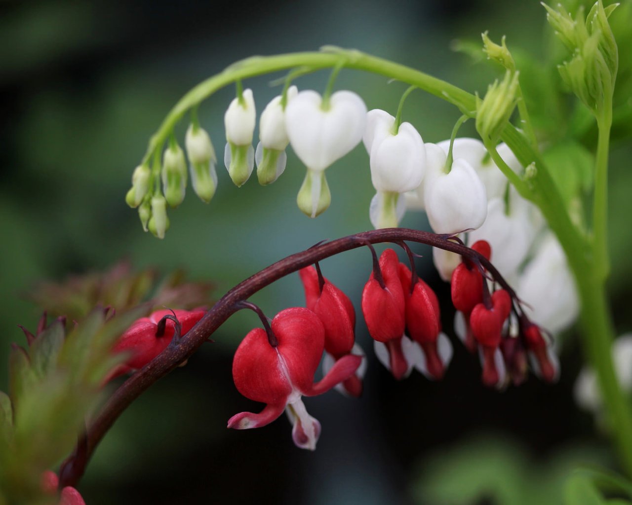 Обои цветы, макро, боке, разбитое сердце, дицентра великолепная, flowers, macro, bokeh, broken heart, the bleeding heart is gorgeous разрешение 2048x1175 Загрузить