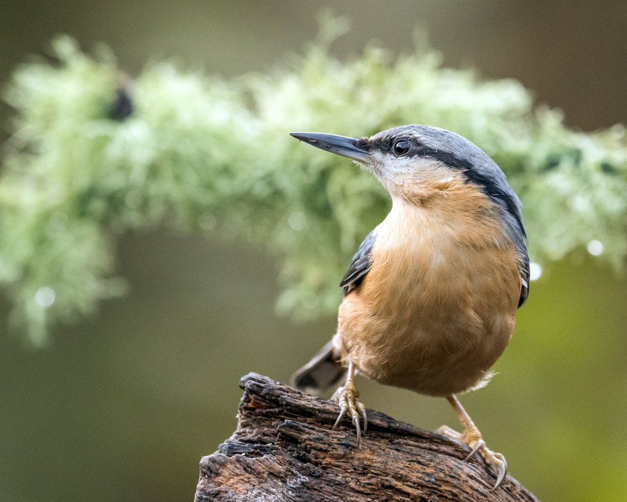 Обои птица, коряга, боке, поползень, bird, snag, bokeh, nuthatch разрешение 2112x1188 Загрузить