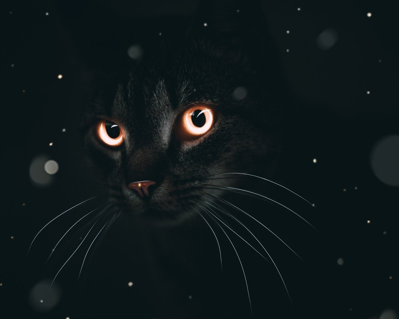 Обои глаза, кот, мордочка, кошка, взгляд, черный фон, eyes, cat, muzzle, look, black background разрешение 3840x2160 Загрузить