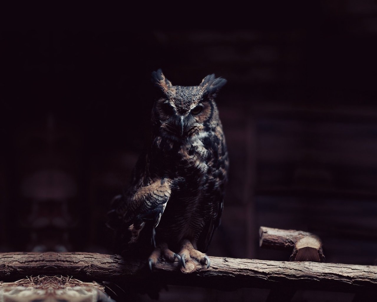 Обои сова, лес, птицы, большая, виргинский филин, рогатая, виргинский, owl, forest, birds, large, virgin filin, horny, virgin разрешение 1920x1080 Загрузить