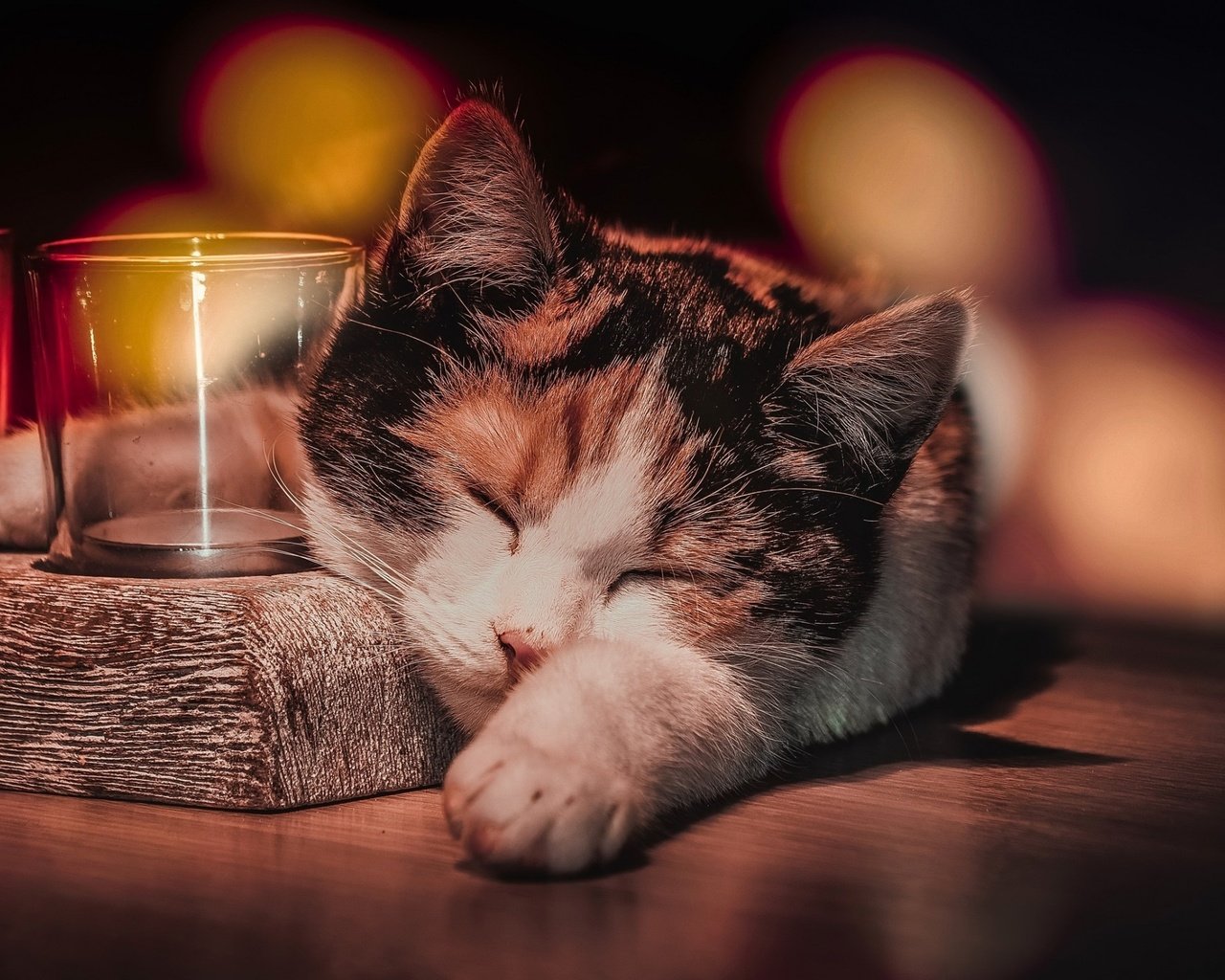 Обои кот, кошка, сон, животное, стаканы, боке, cat, sleep, animal, glasses, bokeh разрешение 2560x1600 Загрузить