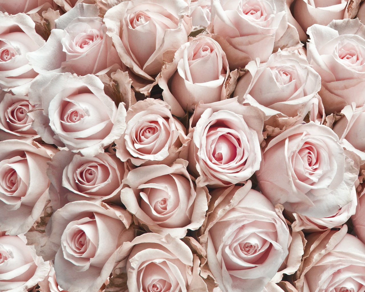Обои цветы, бутоны, розы, лепестки, flowers, buds, roses, petals разрешение 3291x3291 Загрузить