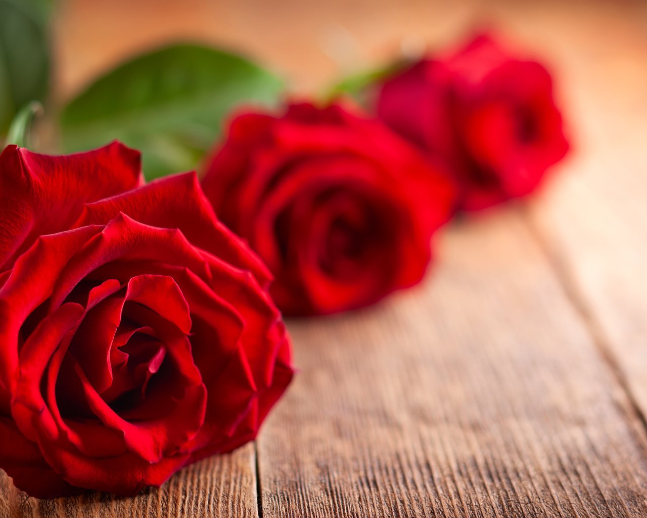 Обои цветы, бутоны, розы, лепестки, flowers, buds, roses, petals разрешение 6203x3637 Загрузить
