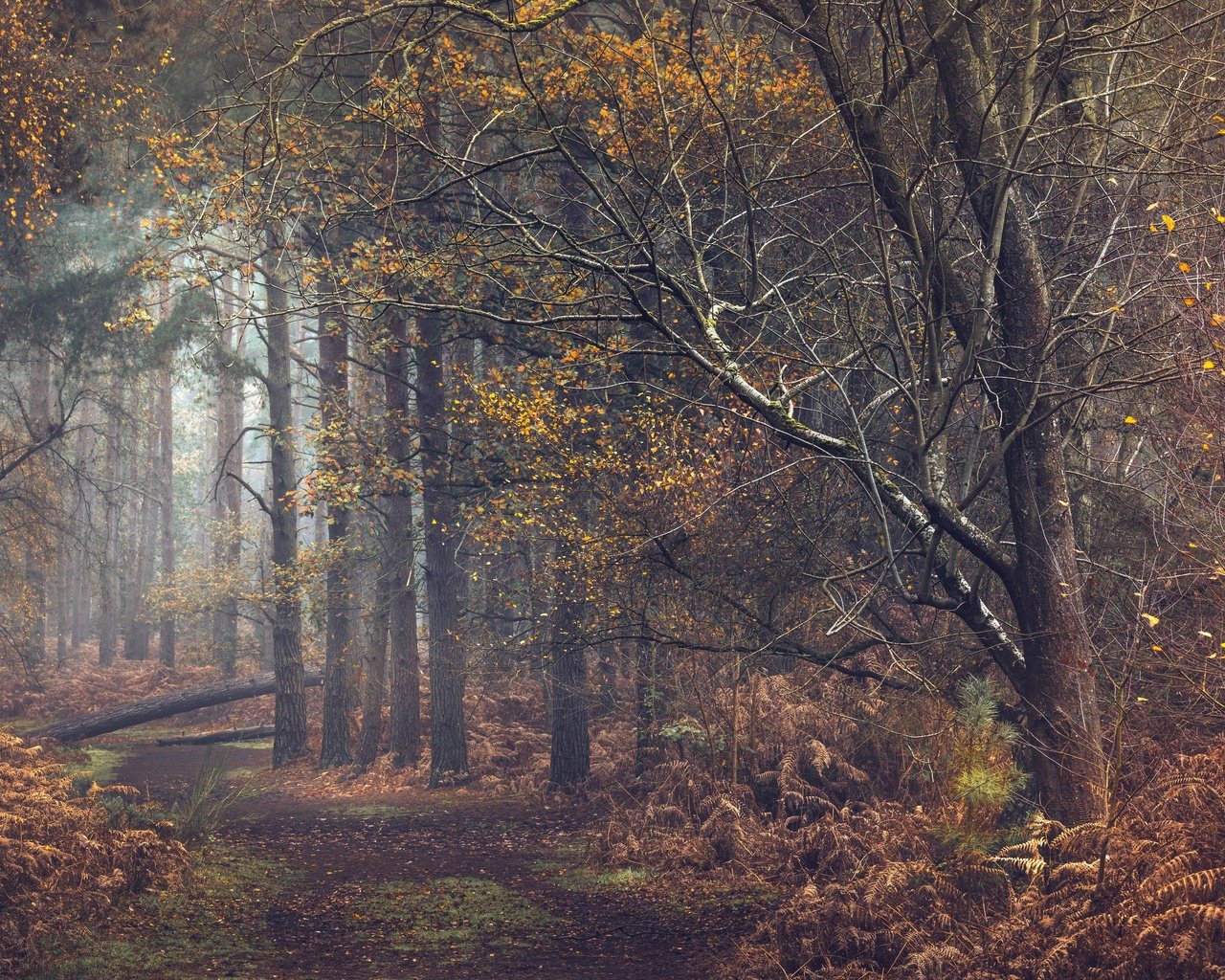 Обои деревья, природа, лес, дорожка, осень, тропинка, trees, nature, forest, track, autumn, path разрешение 3840x2160 Загрузить