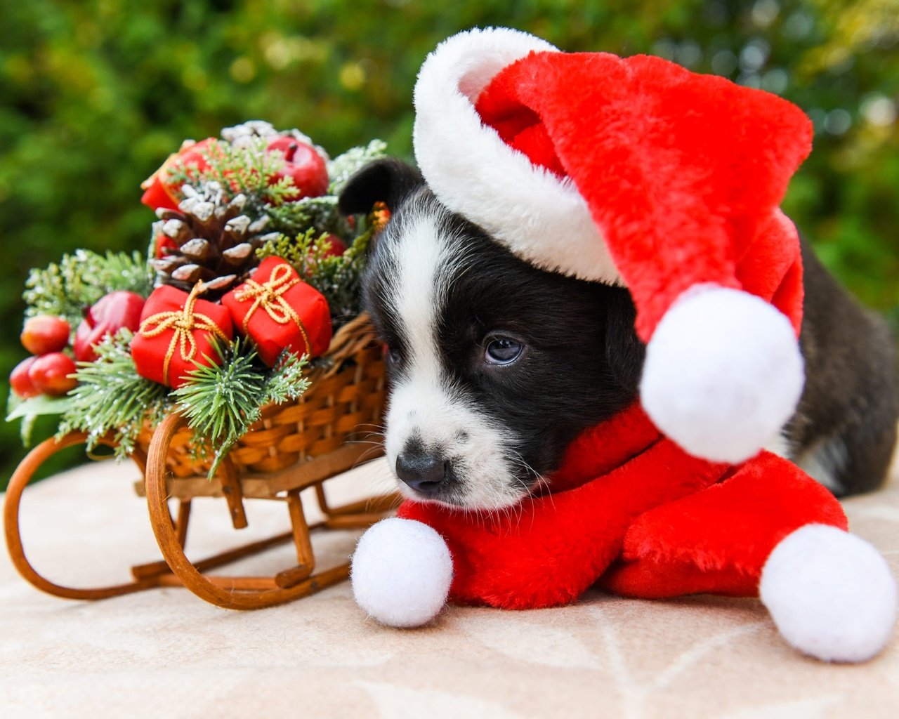 Обои новый год, шарфик, собака, вельш-корги, щенок, корги, колпак санты, игрушки, мордашка, малыш, рождество, санки, new year, scarf, dog, welsh corgi, corgi, puppy, toys, face, baby, christmas, sled разрешение 2000x1333 Загрузить