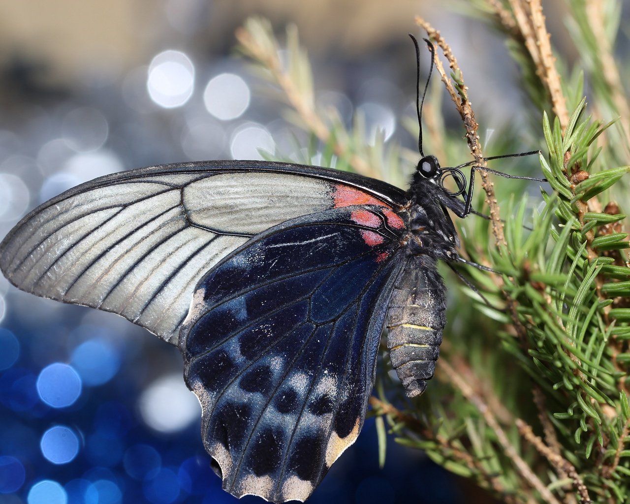 Обои хвоя, насекомое, ветки, бабочка, крылья, боке, needles, insect, branches, butterfly, wings, bokeh разрешение 2592x1728 Загрузить