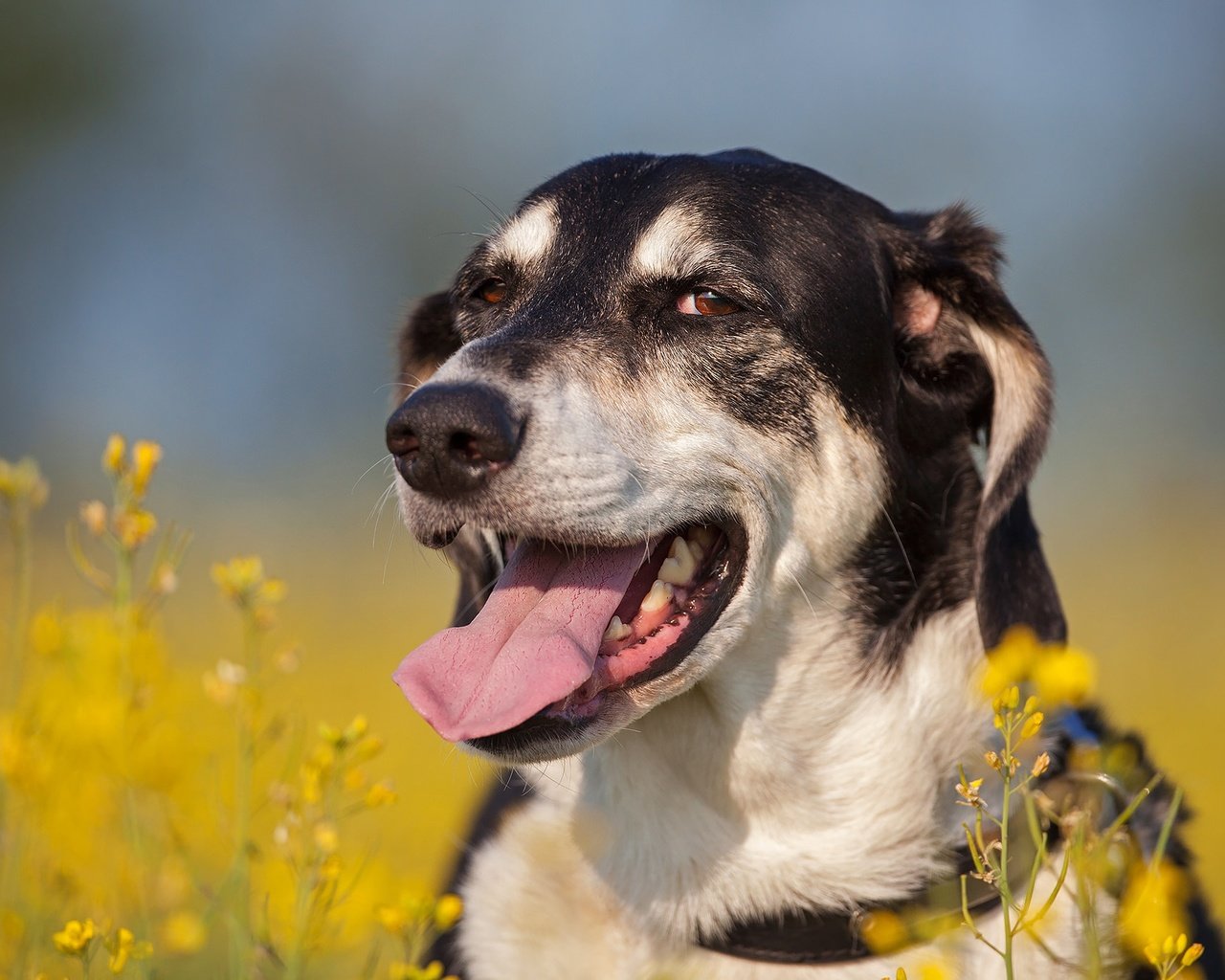 Обои морда, цветы, собака, язык, боке, face, flowers, dog, language, bokeh разрешение 2048x1365 Загрузить