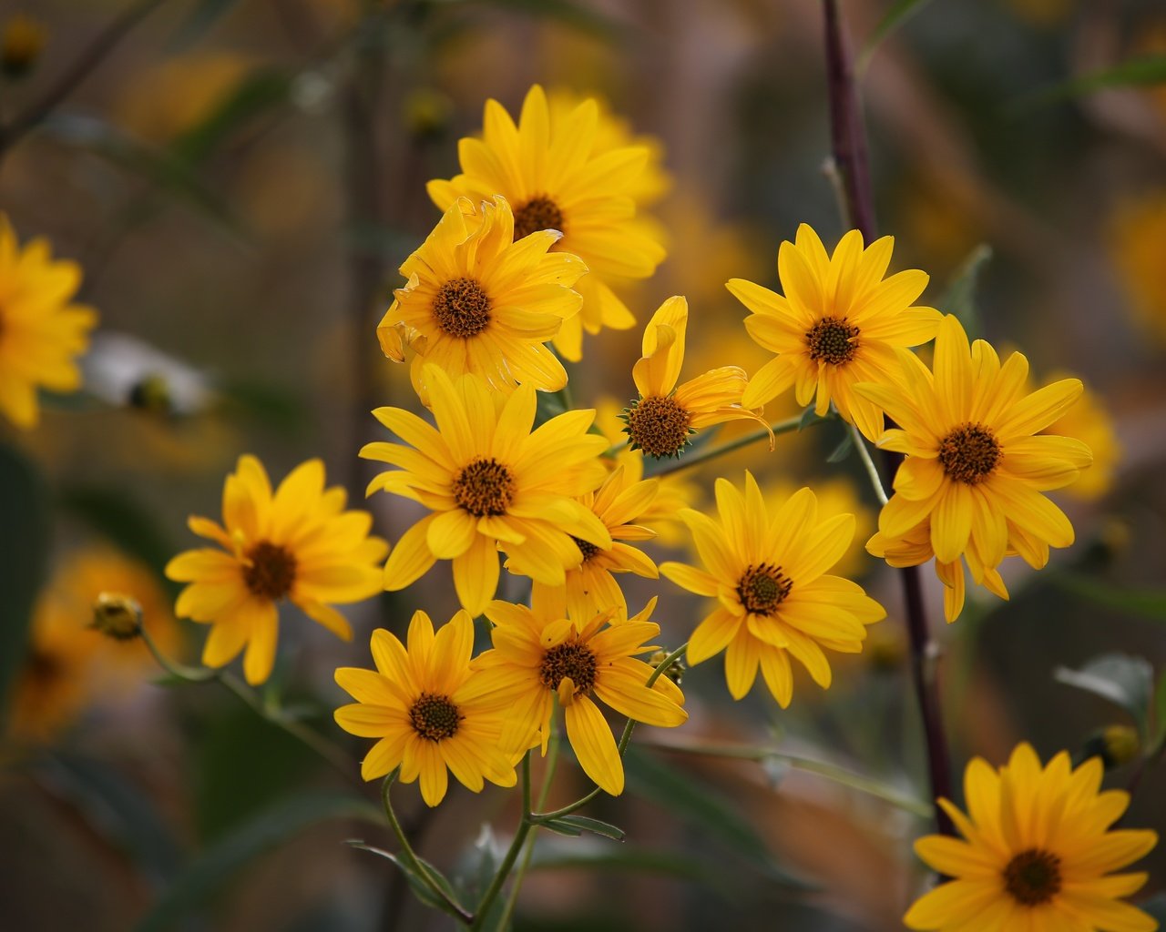Обои цветы, куст, желтые, боке, flowers, bush, yellow, bokeh разрешение 5472x3648 Загрузить