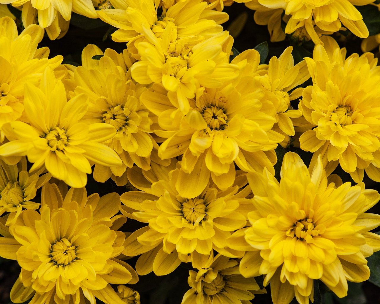 Обои цветы, сад, много, желтые, хризантемы, flowers, garden, a lot, yellow, chrysanthemum разрешение 3008x2008 Загрузить