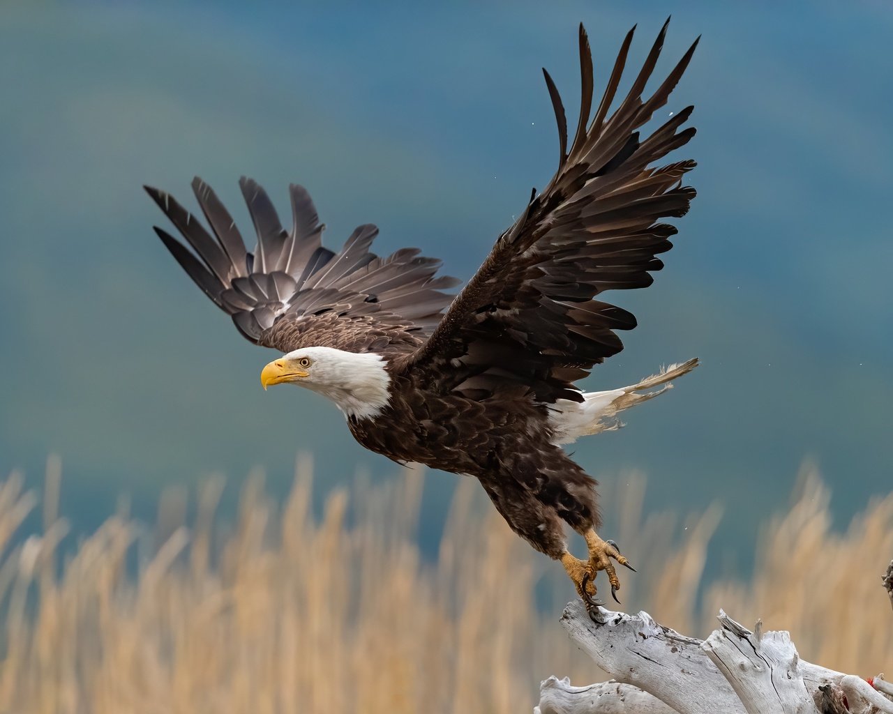 Обои крылья, птица, взлёт, взмах, коряга, боке, белоголовый орлан, wings, bird, the rise, stroke, snag, bokeh, bald eagle разрешение 4096x2731 Загрузить