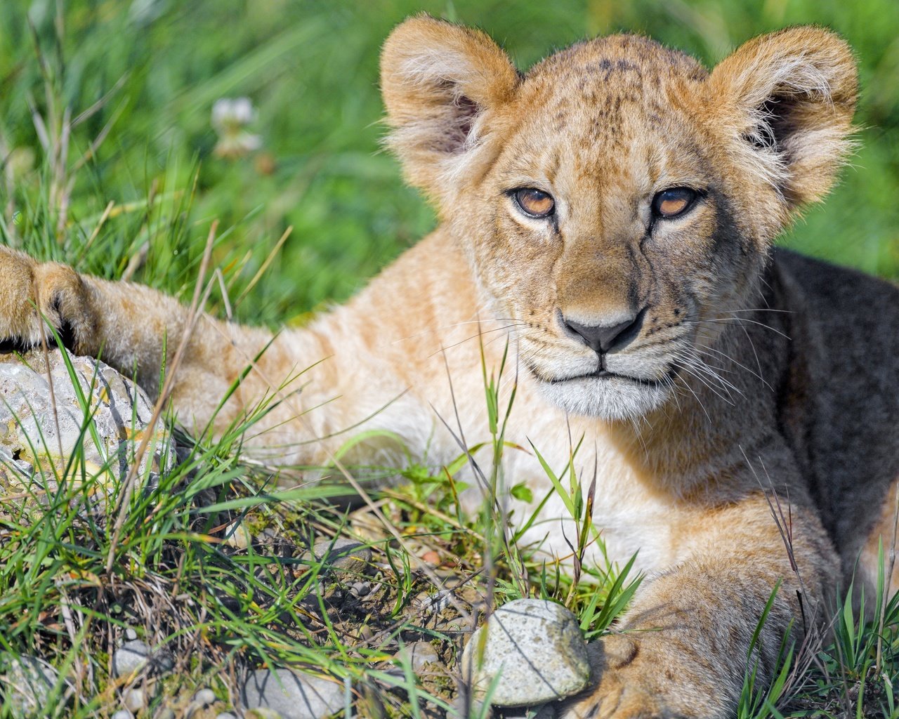 Обои морда, трава, портрет, лапы, взгляд, лежит, львёнок, face, grass, portrait, paws, look, lies, lion разрешение 5152x3435 Загрузить