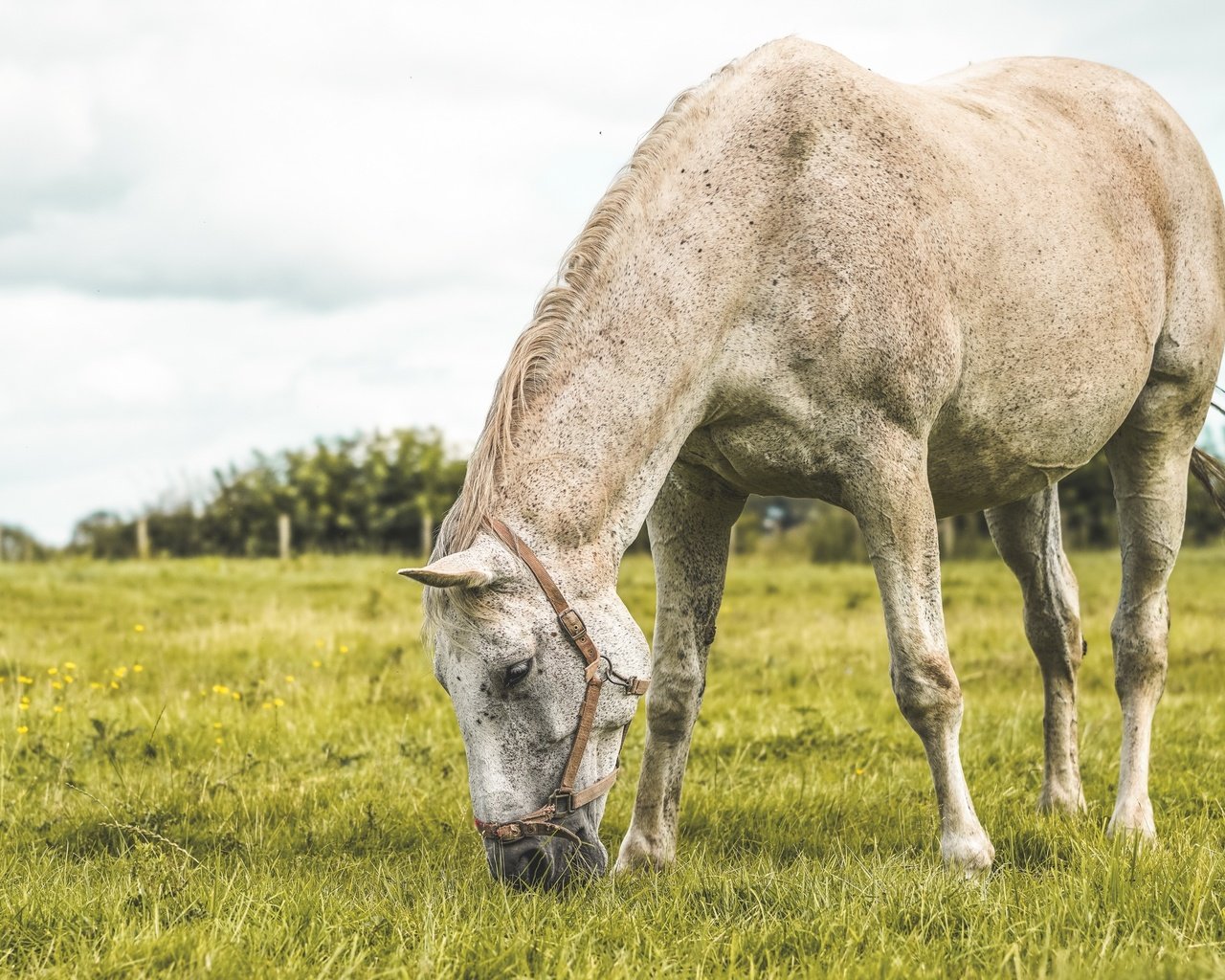 Обои лошадь, трава, поле, лето, пастбище, конь, horse, grass, field, summer, pasture разрешение 3840x2160 Загрузить