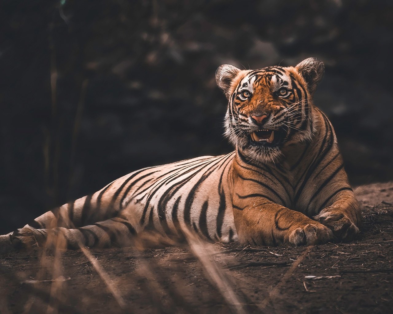 Обои тигр, лежит, темный фон, пасть, бревно, tiger, lies, the dark background, mouth, log разрешение 2880x1620 Загрузить