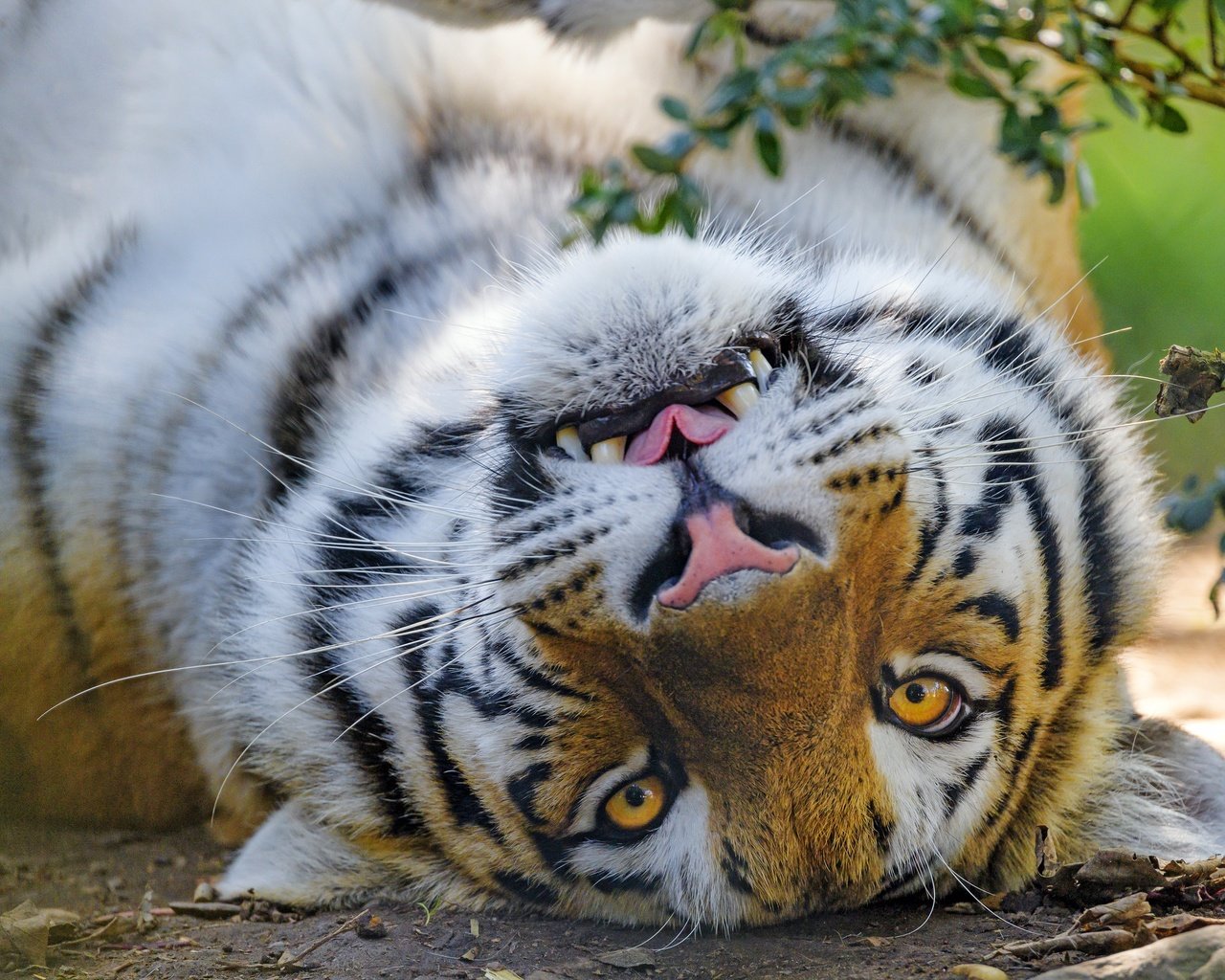 Обои тигр, морда, портрет, взгляд, лежит, tiger, face, portrait, look, lies разрешение 3840x2560 Загрузить