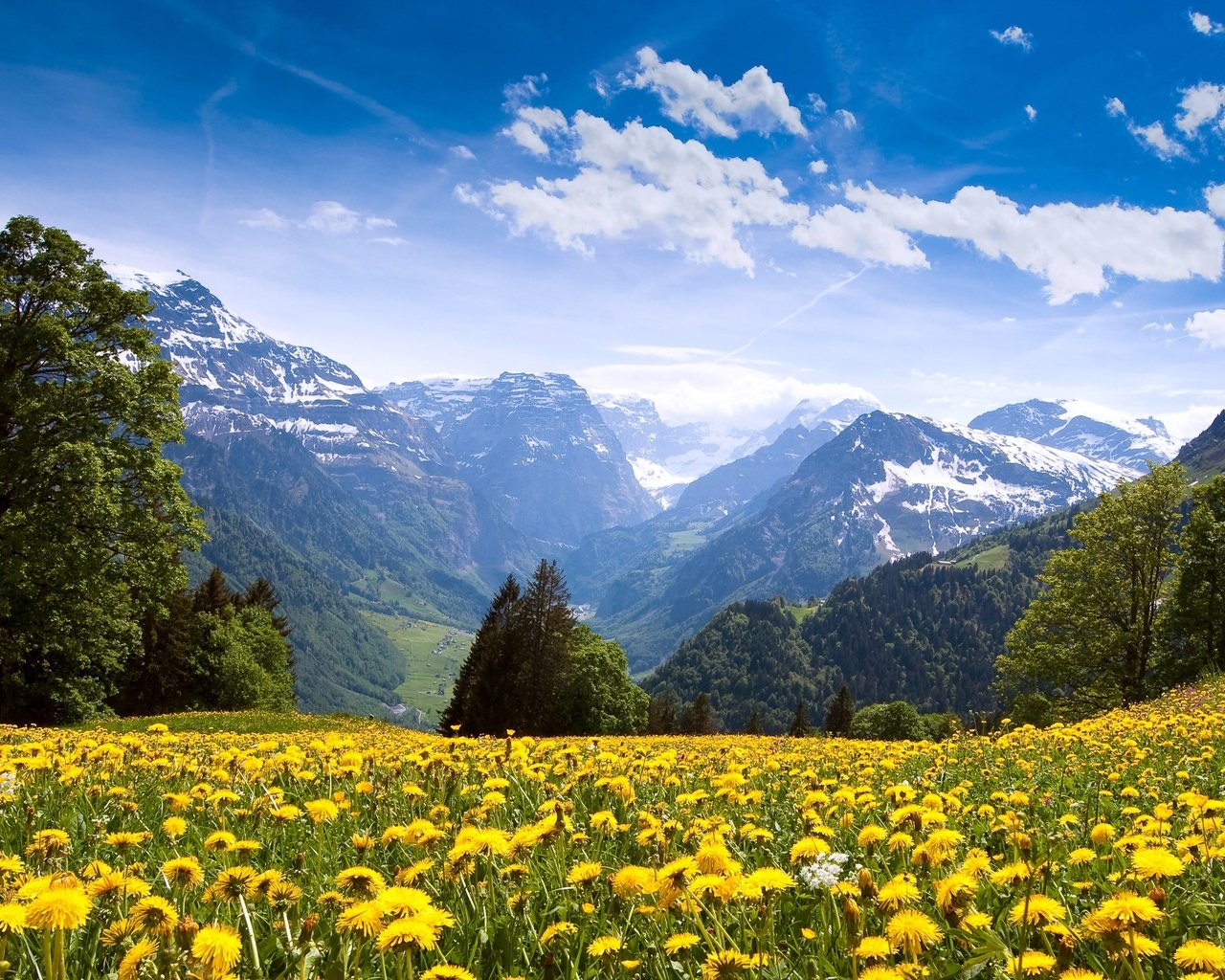 Обои небо, цветы, облака, горы, лес, одуванчики, the sky, flowers, clouds, mountains, forest, dandelions разрешение 3200x1800 Загрузить