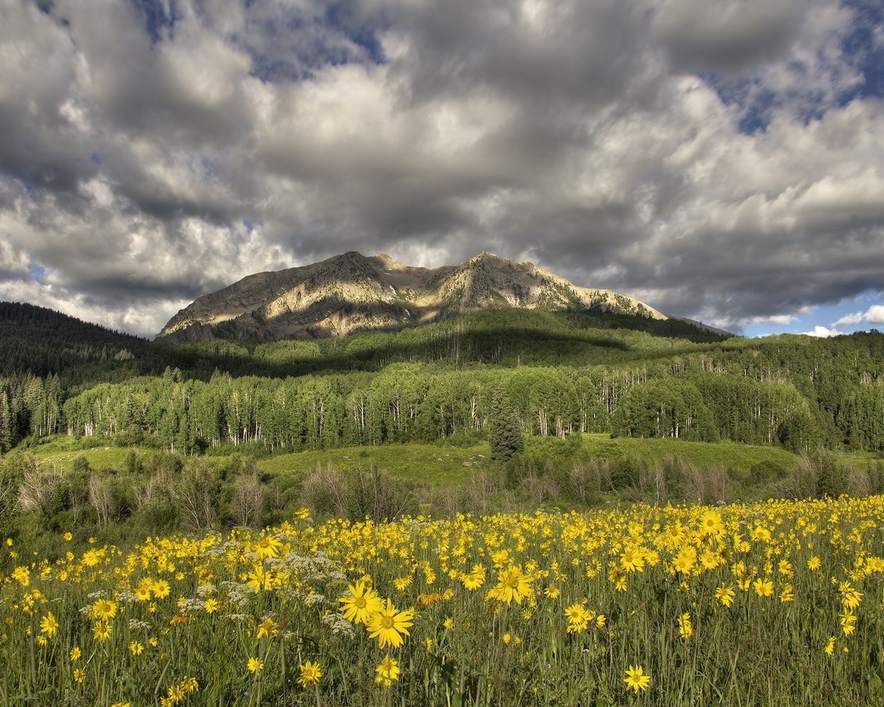 Обои цветы, горы, луг, желтые, flowers, mountains, meadow, yellow разрешение 2000x1314 Загрузить