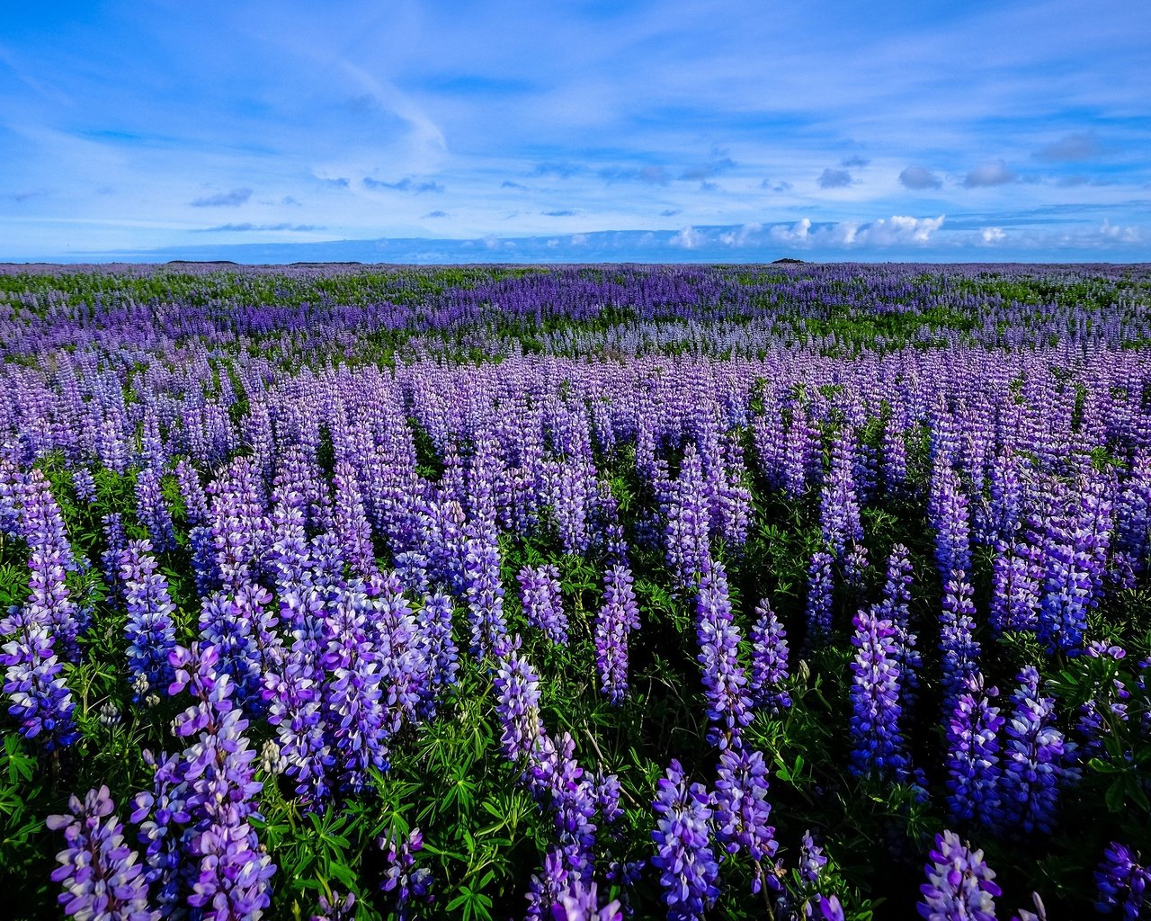 Обои цветы, поле, много, люпины, flowers, field, a lot, lupins разрешение 3840x2160 Загрузить