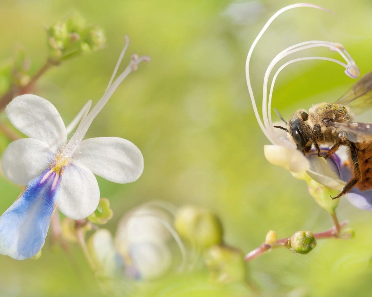 Обои цветы, природа, макро, насекомое, пчела, fuyi chen, flowers, nature, macro, insect, bee разрешение 2000x1125 Загрузить