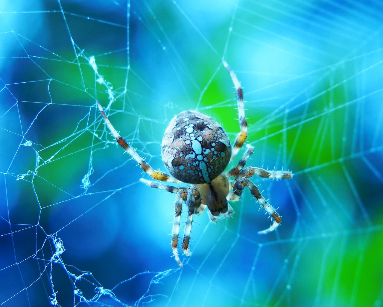 Обои макро, голубой фон, паук, паутина, боке, крестовик, macro, blue background, spider, web, bokeh разрешение 2880x1924 Загрузить