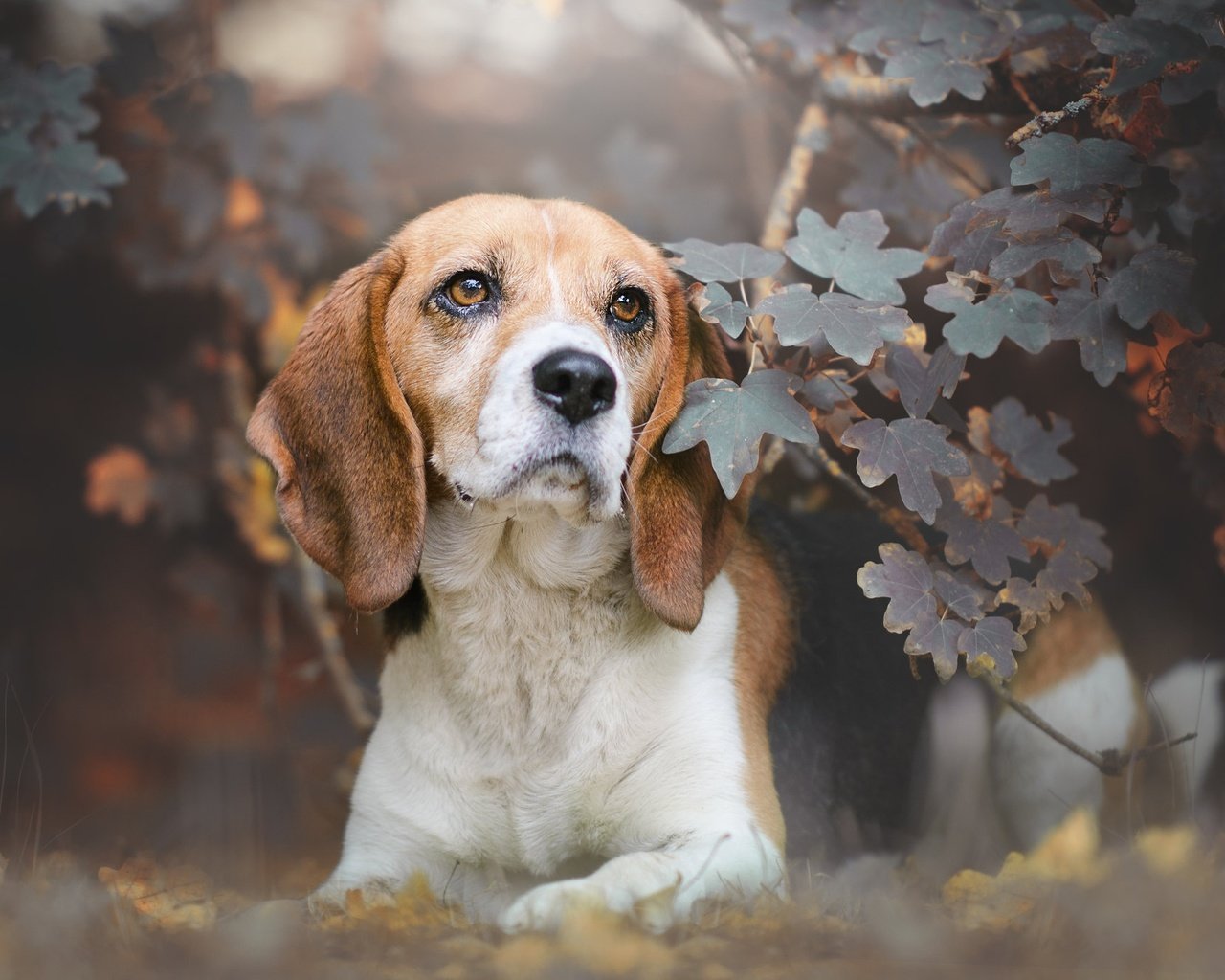 Обои морда, листья, ветки, взгляд, собака, бигль, face, leaves, branches, look, dog, beagle разрешение 2048x1333 Загрузить