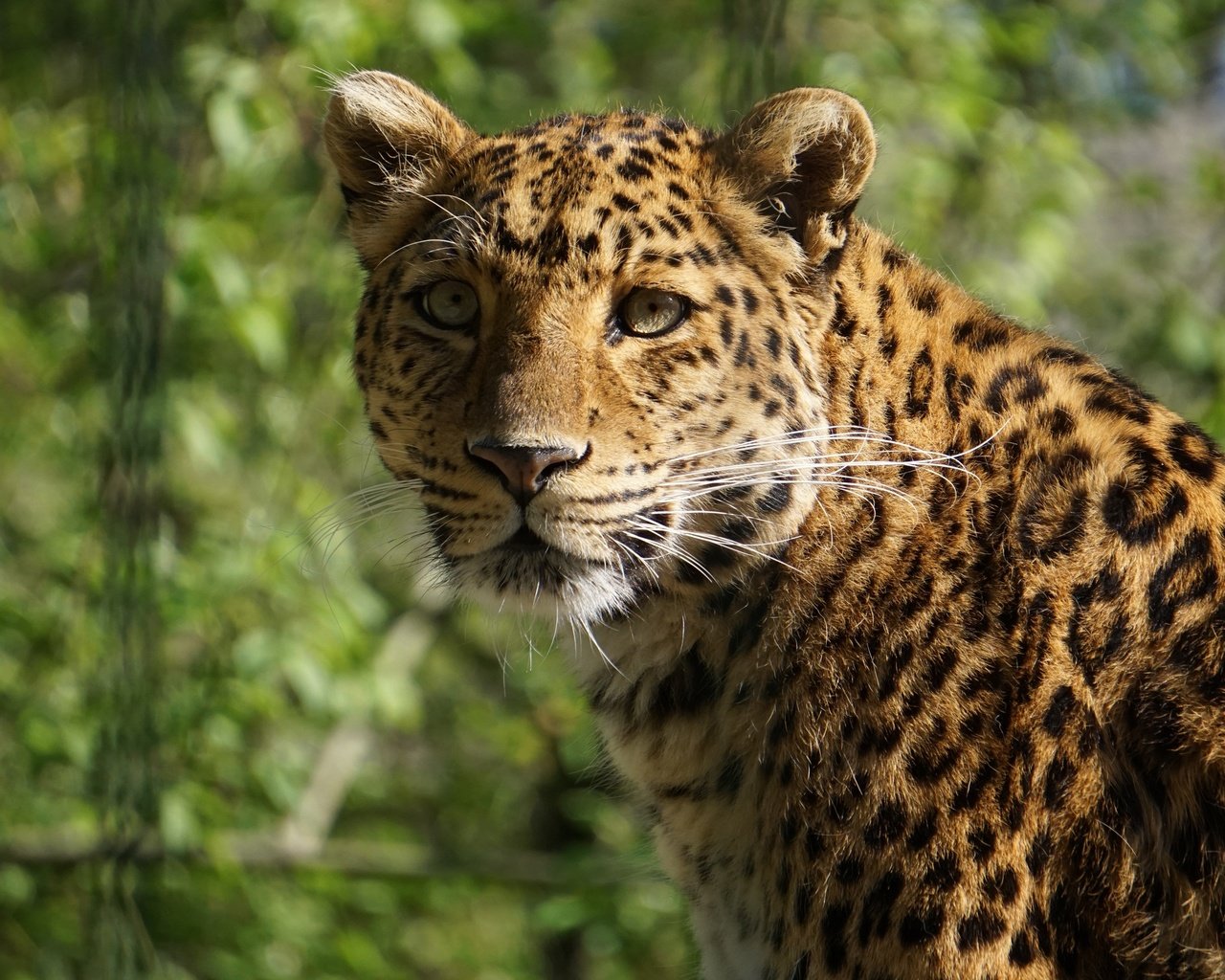 Обои морда, портрет, леопард, face, portrait, leopard разрешение 3840x2160 Загрузить