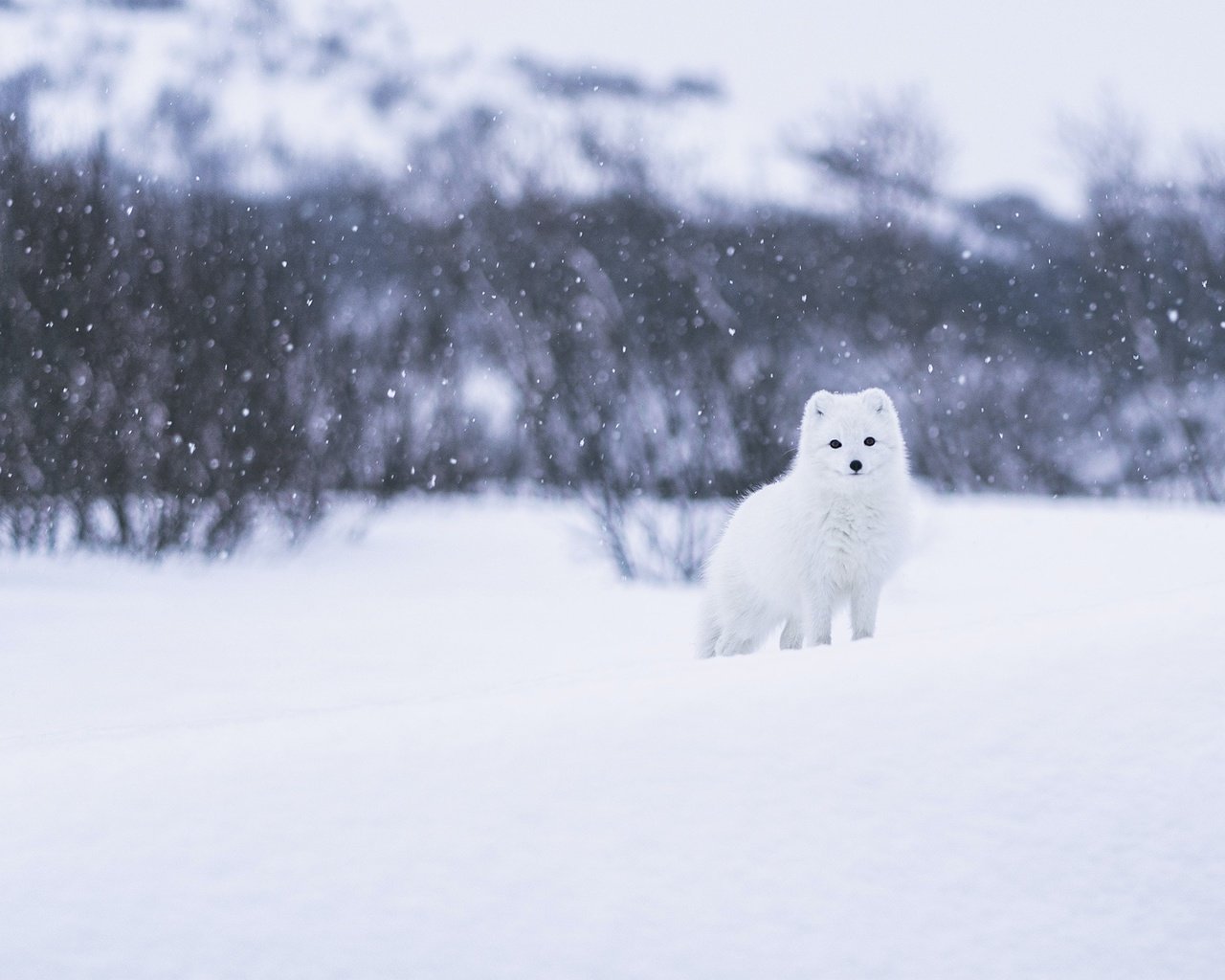 Обои морда, песец, снег, природа, лес, зима, кусты, взгляд, белый, face, fox, snow, nature, forest, winter, the bushes, look, white разрешение 2560x1440 Загрузить